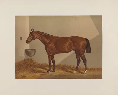 Luke Blackburn by Henry Stull, 1881-1882 — digital art print download
