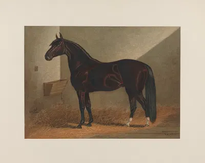 Messenger Duroc by Henry Stull, 1881-1882 — digital art print download