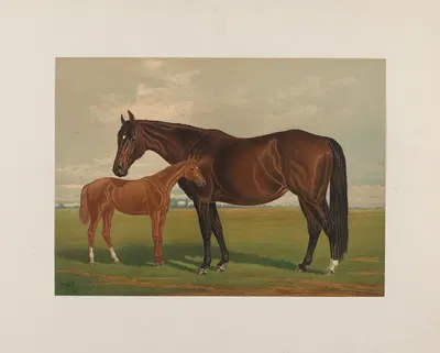 Nevada by Генри Сталл, 1881-1882 — digital art print download