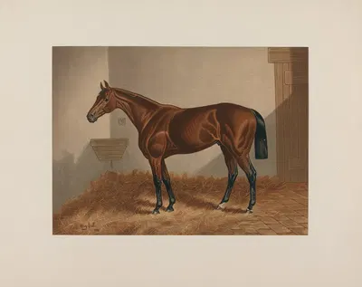 Ten Broeck; Bay Horse by Henry Stull, 1881-1882 — digital art print download