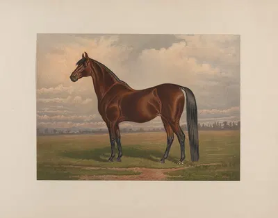 Volunteer; The greatest living trotting sire by Henry Stull, 1881-1882 — digital art print download