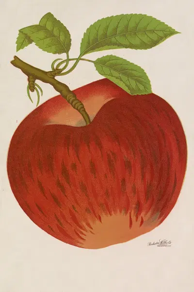 Barnhart Beauty by Gold Nursery Company, 1928 — digital art print download