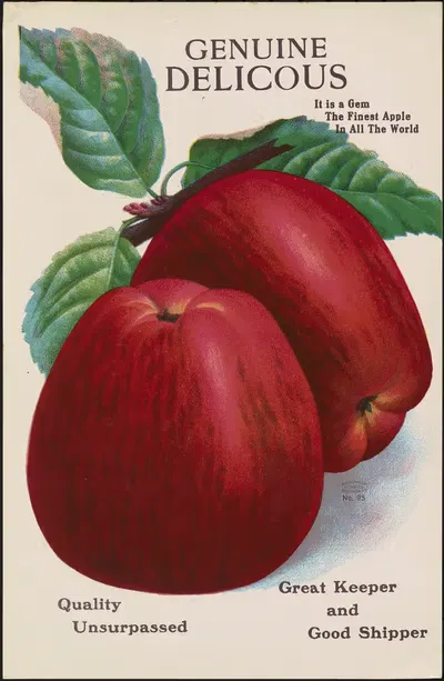 Genuine Delicious by Gold Nursery Company, 1928 — digital art print download