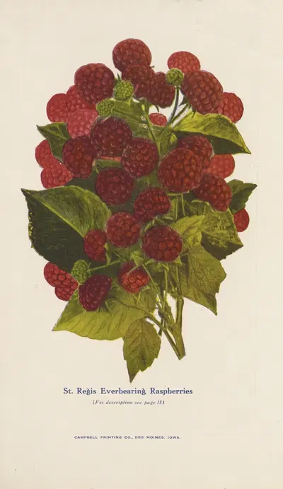 St. Regis Everbearing Raspberries by Gold Nursery Company, 1928 — digital art print download