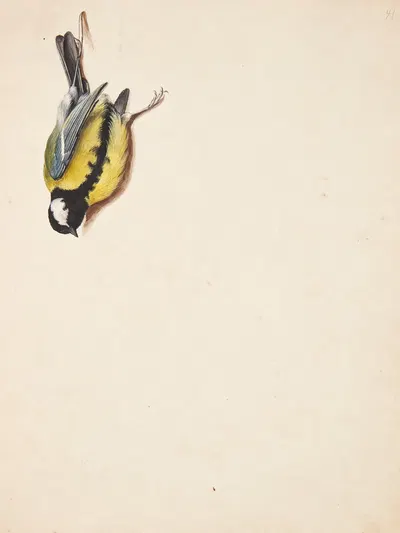 Studie af død musvit by Johanna Fosie, 1759 — digital art print download