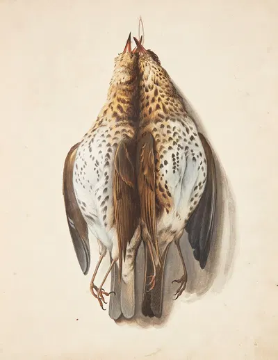 Studie af to døde sangdrosler by Johanna Fosie, 1753 — digital art print download