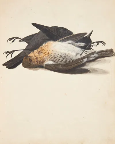 Studie af to døde solsorte, han og hun, liggende by Johanna Fosie, 1753 — digital art print download