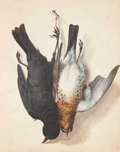 Studie af to døde solsorte, han og hun, ophængt i snor på en på en krog by Johanna Fosie, 1753 — digital art print download