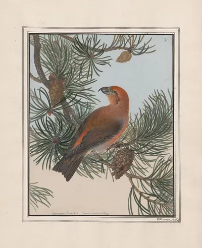 Original water-colour drawings of birds and eggs Pl.01 by John William Lewin, 1763 — digital art print download
