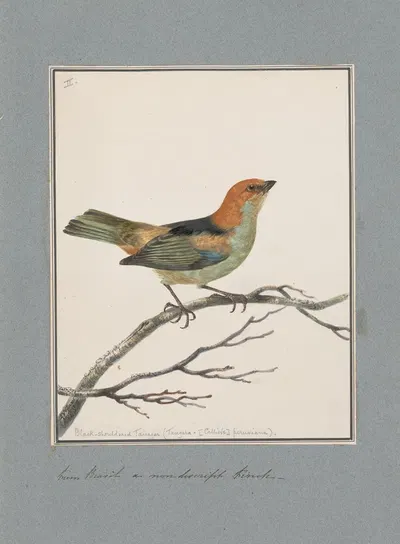 Original water-colour drawings of birds and eggs Pl.02 by John William Lewin, 1763 — digital art print download
