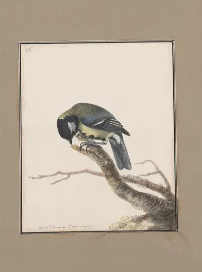 Original water-colour drawings of birds and eggs Pl.03 by John William Lewin, 1763 — digital art print download