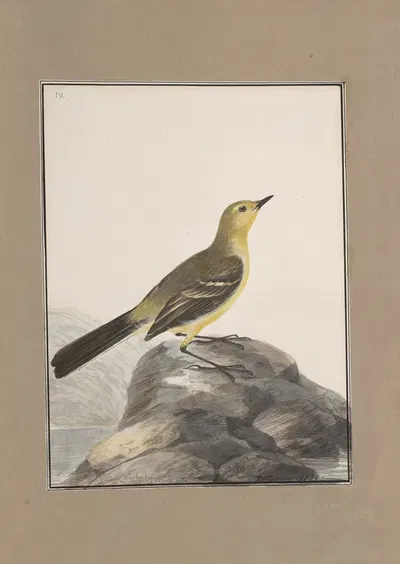 Original water-colour drawings of birds and eggs Pl.04 by John William Lewin, 1763 — digital art print download