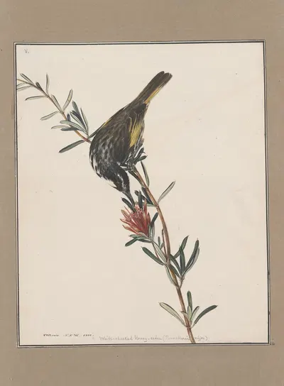 Original water-colour drawings of birds and eggs Pl.05 by John William Lewin, 1763 — digital art print download