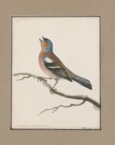Original water-colour drawings of birds and eggs Pl.06 by John William Lewin, 1763 — digital art print download