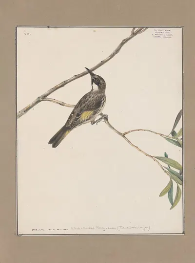 Original water-colour drawings of birds and eggs Pl.07 by John William Lewin, 1763 — digital art print download
