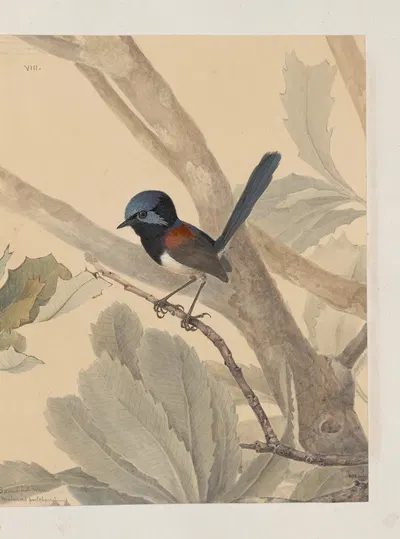 Original water-colour drawings of birds and eggs Pl.08 by John William Lewin, 1763 — digital art print download