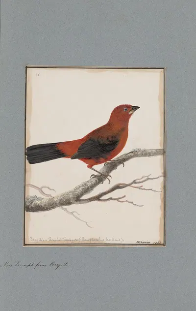 Original water-colour drawings of birds and eggs Pl.09 by John William Lewin, 1763 — digital art print download