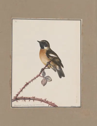 Original water-colour drawings of birds and eggs Pl.10 by John William Lewin, 1763 — digital art print download