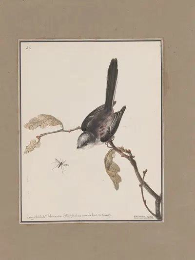Original water-colour drawings of birds and eggs Pl.11 by John William Lewin, 1763 — digital art print download
