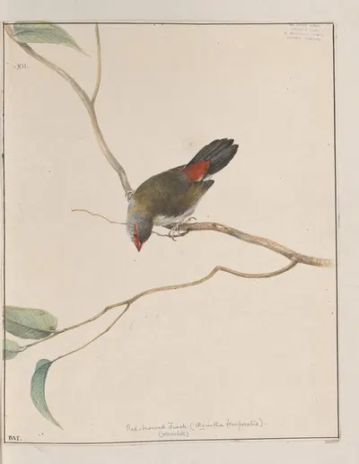 Original water-colour drawings of birds and eggs Pl.12 by John William Lewin, 1763 — digital art print download