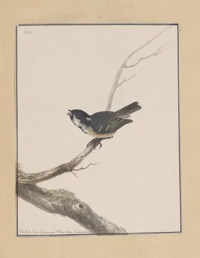 Original water-colour drawings of birds and eggs Pl.13 by John William Lewin, 1763 — digital art print download