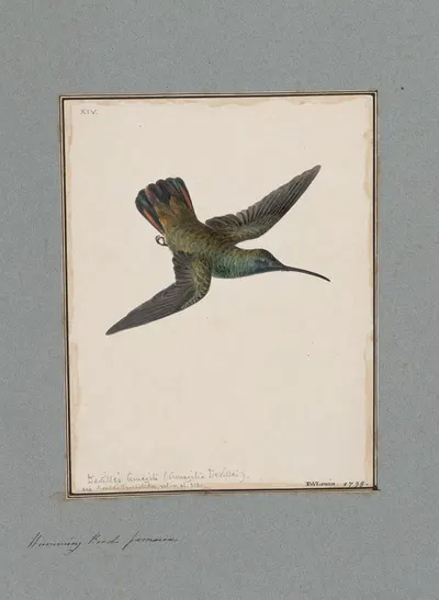 Original water-colour drawings of birds and eggs Pl.14 by John William Lewin, 1763 — digital art print download