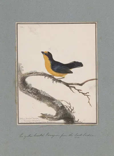 Original water-colour drawings of birds and eggs Pl.15 by John William Lewin, 1763 — digital art print download