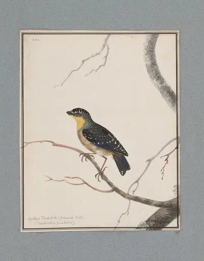 Original water-colour drawings of birds and eggs Pl.16 by John William Lewin, 1763 — digital art print download