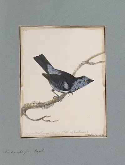 Original water-colour drawings of birds and eggs Pl.17 by John William Lewin, 1763 — digital art print download