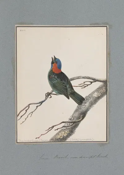 Original water-colour drawings of birds and eggs Pl.18 by John William Lewin, 1763 — digital art print download
