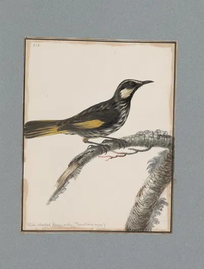 Original water-colour drawings of birds and eggs Pl.19 by John William Lewin, 1763 — digital art print download
