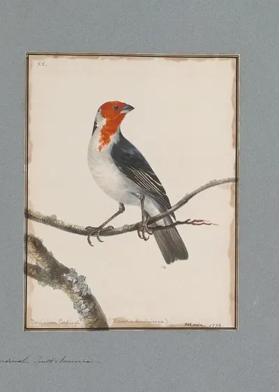 Original water-colour drawings of birds and eggs Pl.20 by John William Lewin, 1763 — digital art print download