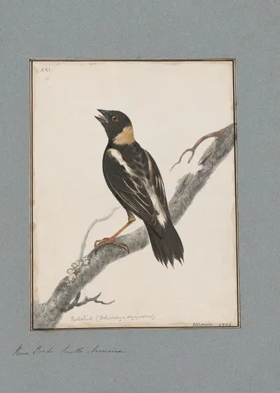Original water-colour drawings of birds and eggs Pl.21 by John William Lewin, 1763 — digital art print download