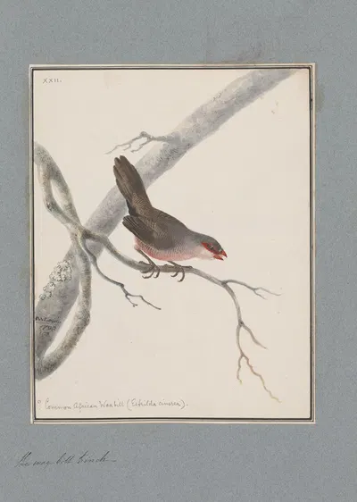 Original water-colour drawings of birds and eggs Pl.22 by John William Lewin, 1763 — digital art print download