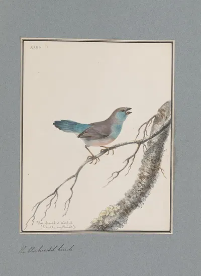 Original water-colour drawings of birds and eggs Pl.23 by John William Lewin, 1763 — digital art print download