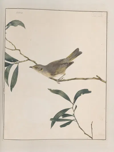 Original water-colour drawings of birds and eggs Pl.24 by John William Lewin, 1763 — digital art print download