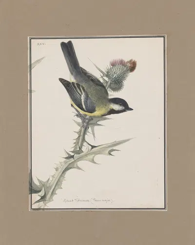 Original water-colour drawings of birds and eggs Pl.25 by John William Lewin, 1763 — digital art print download
