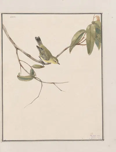 Original water-colour drawings of birds and eggs Pl.26 by John William Lewin, 1763 — digital art print download