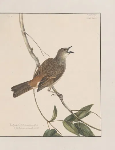 Original water-colour drawings of birds and eggs Pl.27 by John William Lewin, 1763 — digital art print download