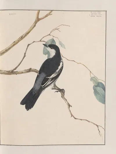 Original water-colour drawings of birds and eggs Pl.28 by John William Lewin, 1763 — digital art print download