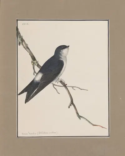 Original water-colour drawings of birds and eggs Pl.29 by John William Lewin, 1763 — digital art print download