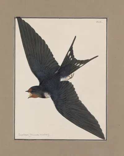 Original water-colour drawings of birds and eggs Pl.30 by John William Lewin, 1763 — digital art print download