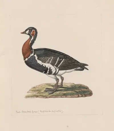 Original water-colour drawings of birds and eggs Pl.31 by John William Lewin, 1763 — digital art print download