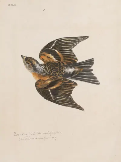 Original water-colour drawings of birds and eggs Pl.32 by John William Lewin, 1763 — digital art print download