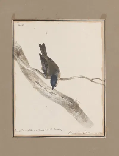 Original water-colour drawings of birds and eggs Pl.33 by John William Lewin, 1763 — digital art print download