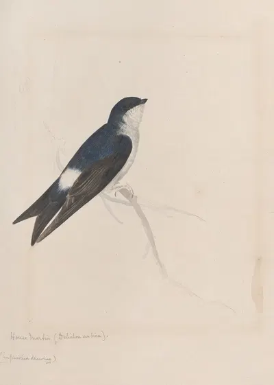 Original water-colour drawings of birds and eggs Pl.34 by John William Lewin, 1763 — digital art print download