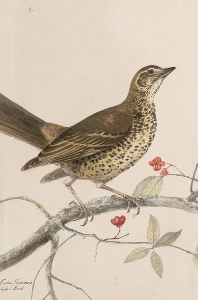 Original water-colour drawings of birds and eggs Pl.35 by John William Lewin, 1763 — digital art print download