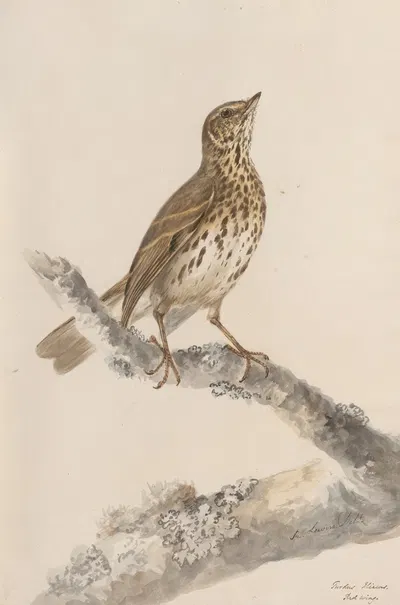 Original water-colour drawings of birds and eggs Pl.36 by John William Lewin, 1763 — digital art print download