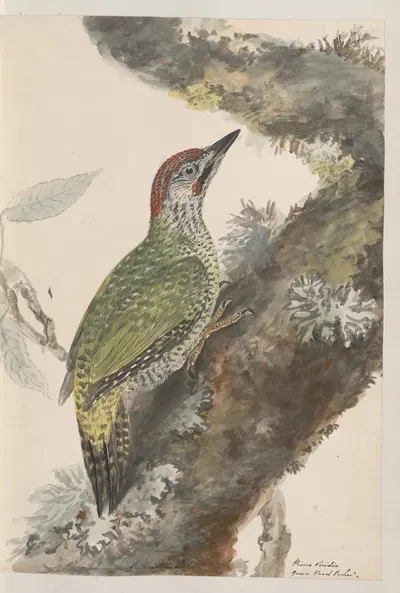 Original water-colour drawings of birds and eggs Pl.37 by John William Lewin, 1763 — digital art print download