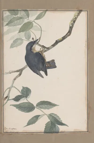 Original water-colour drawings of birds and eggs Pl.38 by John William Lewin, 1763 — digital art print download